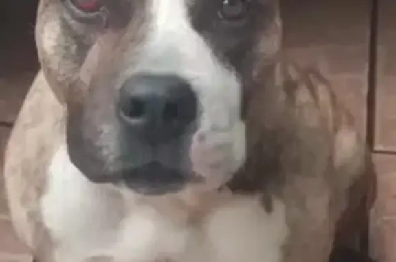 Perdido cachorro fêmea, QR 516...
