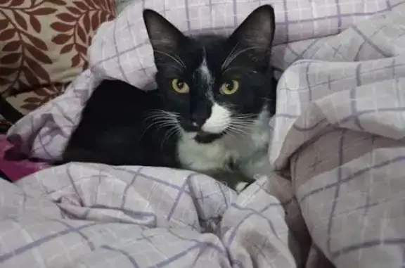 Perdido gato macho frajola, Ru...