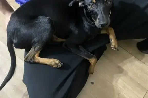 Encontrado cachorro macho, Tiq...