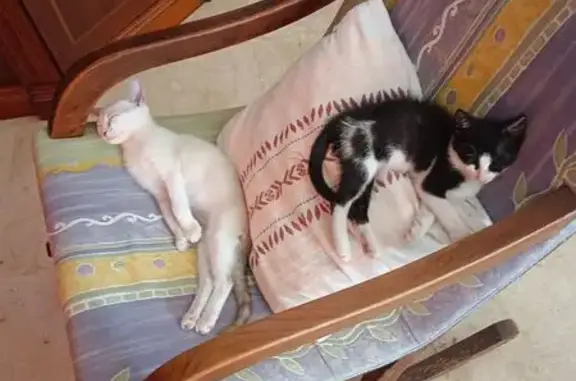 Perdido gato hembra, Carrer de Solleric, Son Macià-sa Nova Cabana, Marratxi — gatita esmoquin muy dócil - photo