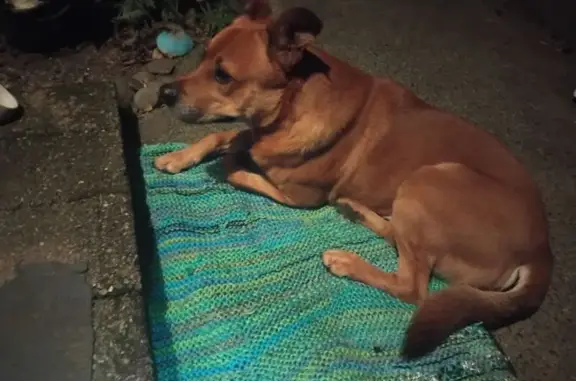 Lost and found pets Australia, photo: Found dog, Martin Place, 1, Sydney