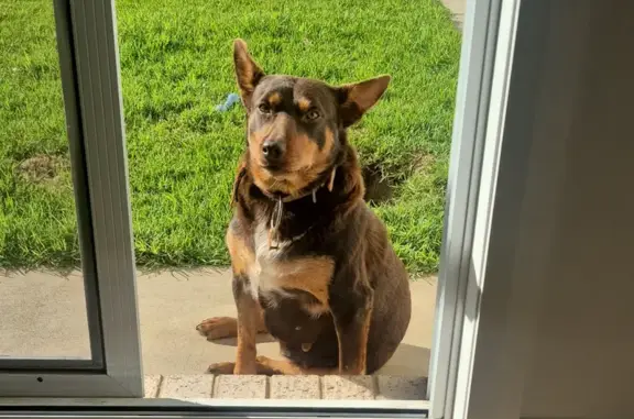 Lost dog, Marrar, New South Wales, Coolamon - female 8-year-old red tan kelpie - photo
