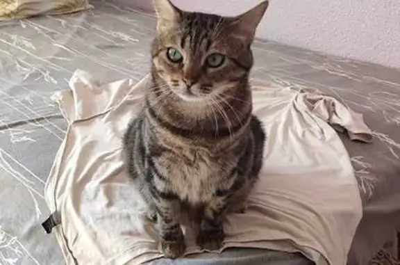 Perdido gato macho, Calle Cronista Salcedo Hierro, 6, Cordoba - atigrado y cariñoso - photo