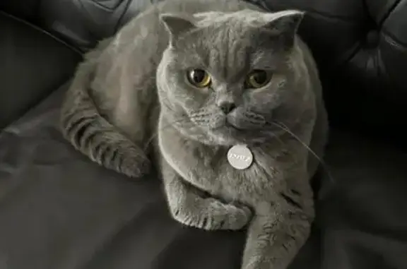 Lost and found pets Singapore, photo: Lost cat, Martia Road, 11, Hougang — greyish Scottish Fold, very timid