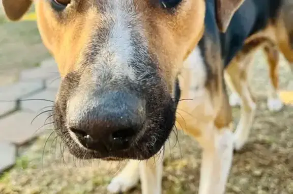 Lost dog, Welkom, Free State, Johannesburg - small black male with white feet - photo