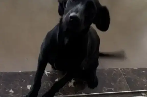 Perdido cachorro fêmea, 12ª Av...