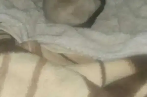 Lost cat, Krugersdorp - Siamese cat - photo