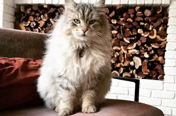 Lost cat, Midrand, Gauteng, Johannesburg — male, green eyes - photo