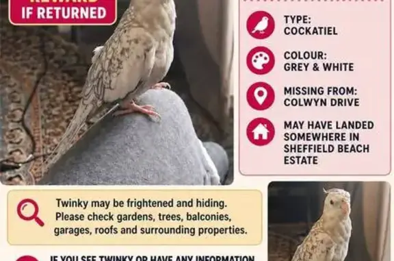 Lost bird, Dolphin Crescent, 33, Ballito - light grey with dark grey pattern on wings - photo
