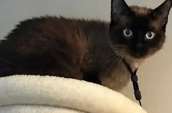 Missing cat Essex Junction, photo: Lost cat, West Street, 170, Essex Junction - female, Siamese colors