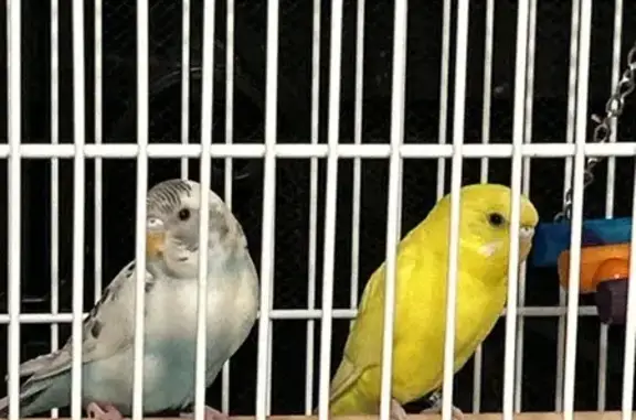 Lost bird, Baze Road, 4727, Gr...