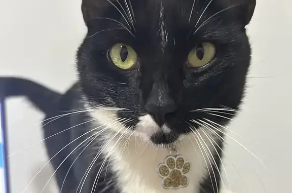 Perdido gato fêmea, Rua Santos...