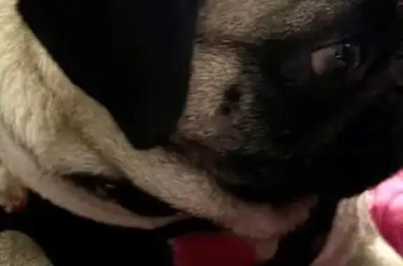 Perdido perro macho, Eje 8, Coacalco de Berriozábal, San Pablo de las Salinas — trae suéter negro con rosa - photo