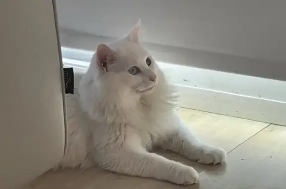 Perdido gato masculino, Camino del Butano, Chiclana de la Frontera - blanco, ojos azules - photo