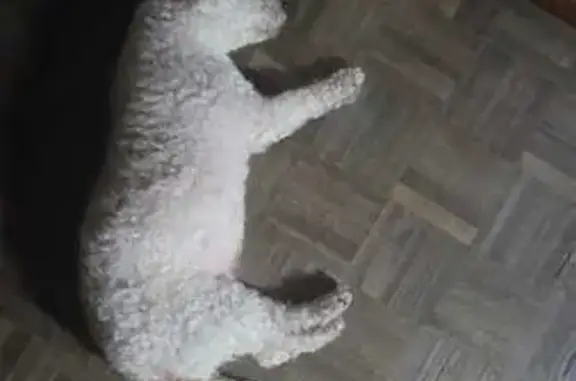 Perro encontrado Gustavo Adolfo Madero, foto: Encontrado perro hembra, Valle de Oaxaca, 47, Gustavo Adolfo Madero - sin placa