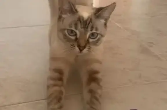 Gata muy cariñosa ojos azules patas oscuras