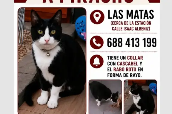 Perdido gato macho en Las Matas, Madrid, cerca de la estación de la calle Isaac Albéniz - photo