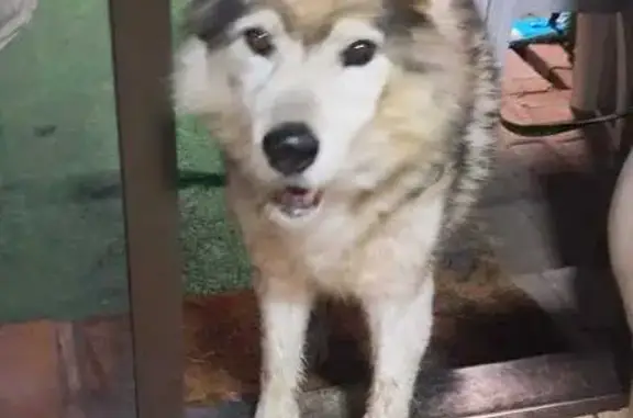 Found dog Kraaifontein, photo: Found dog, Frost Drive, 15, Kraaifontein - older male, limping a bit