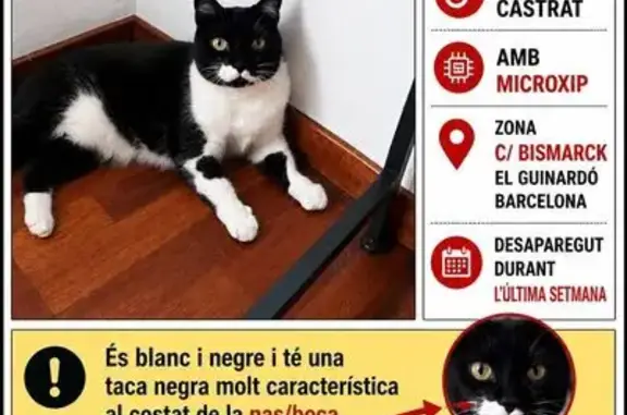 Perdido gato macho, Carrer de Bismarck, Ciutadella - photo
