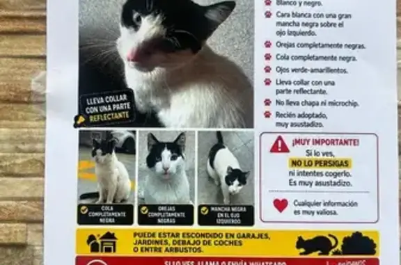 Perdido gato macho, Avinguda de Severo Ochoa, 17, L'Hospitalet de Llobregat, Pozuelo de Alarcon - cola totalmente blanca - photo
