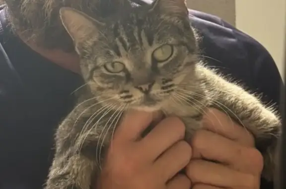 Missing cat Wilton Manors, photo: Lost cat, Northeast 9th Terrace, Wilton Manors, Pembroke Pines - female, brown tabby, green eyes