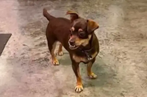 Female Chihuahua, purple collar, very friendly
