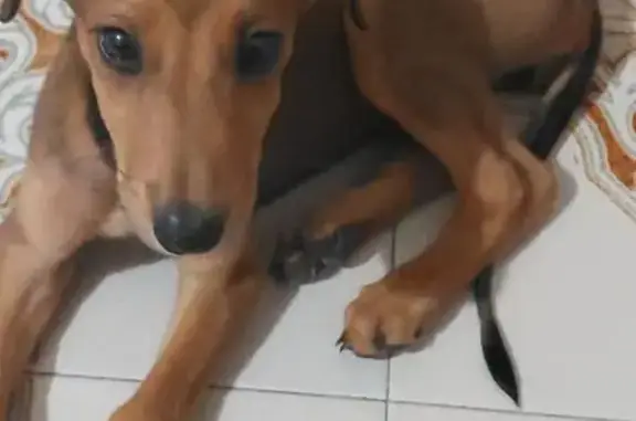 Perro hembra cachorro,desnutrido,la cola la tiene lastimada,encontrado no sabemos si abandonado o perdido