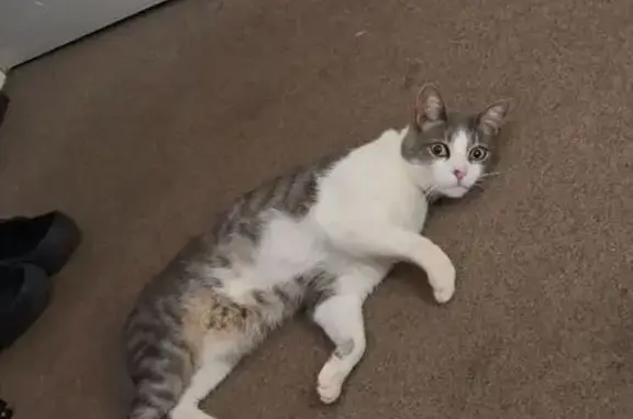 Missing cat Brakpan, photo: Lost cat, Brakpan, Gauteng, Brakpan - male white and grey tabby with a teal collar