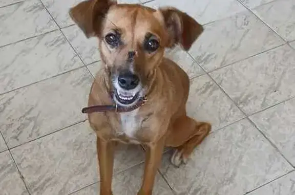 Perdido cachorro fêmea, Lagoinha, São Gonçalo - RJ, Brasil — com coleira rosa e rabo com a pontinha torta - photo