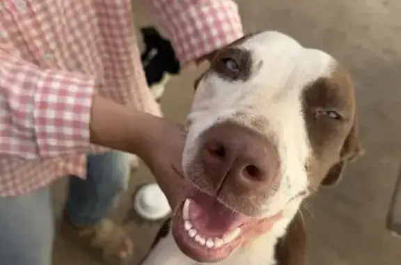 Lost dog, 108th Avenue Northeast, 7259, Norman - brown and white, light blue eyes - photo