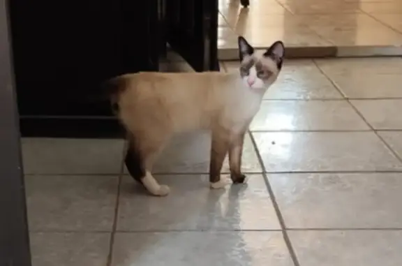 Perdido gato macho, Juan R. Galaz, 123, Hermosillo - siamés café claro con ojos azules - photo