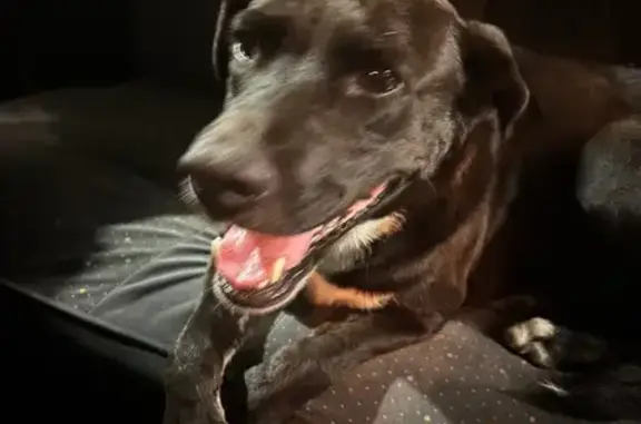 Encontrado perro macho, Elche,...