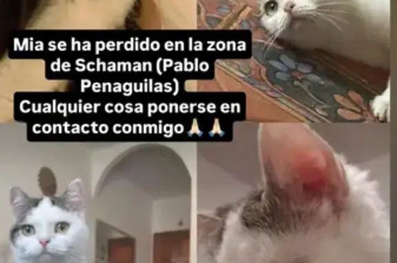 Hembra se color blanco de pelaje medio y con la cola como atigrada con manchas del mismo color en la cabeza por la parte de arriba que va desde la parte baja de su oreja derecha hasta el lateral del ojo derecho y en el lado izquierdo la mancha solo le coge la zona baja de su oreja, nariz rosa y ojos verdes
