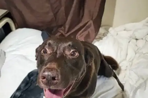 Lost dog, Old Kurrajong Road, 33, Hawkesbury City Council, Richmond — male red kelpie, no collar, no microchip - photo