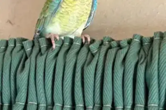 Found pets Cape Town, photo: Found bird, Cape Town
