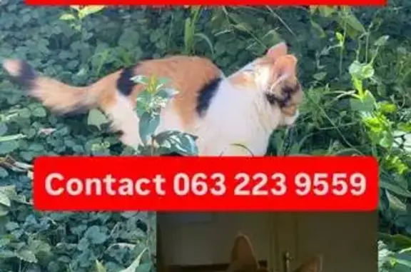 Lost pets Cape Town, photo: Lost cat, Bloemfontein, Free State, Cape Town - female calico, 6 months old