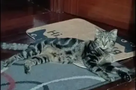 Perdido gato, Cristina-Enea Parkea, 58, Donostia / San Sebastián — marrón con rallas negras - photo