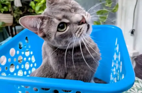 Lost cat, Oakton Street, 6004, Morton Grove - female gray tabby - photo