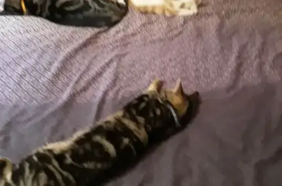Lost cat, Sandiford Close, 27, Cross Gates — tortoiseshell with black circle markings, friendly - photo
