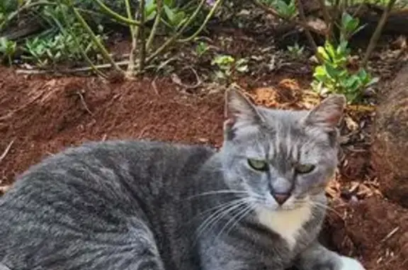 Lost cat, Hamerkop Street, 134, Pretoria, Cape Town - female, friendly outdoor cat - photo