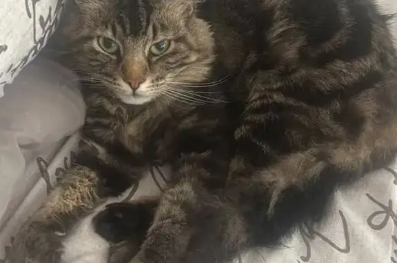 Lost cat, Ivan Street, 6, Riverlea, Johannesburg South - male with a blue collar - photo