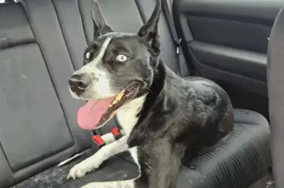Found dog Yankalilla, photo: Found dog, Gold Coast Drive, 40, The District Council of Yankalilla, Yankalilla — black and white with pale blue eyes