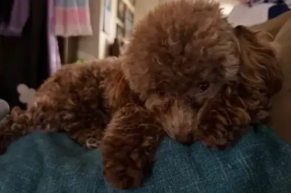 Lost dog, Claud Fleahop Road, 2736, Eclectic, Birmingham — male toy poodle with a blue plaid collar - photo