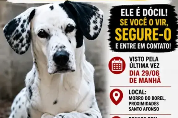 Perdido cachorro macho, Avenida Cupecê, São Paulo - photo