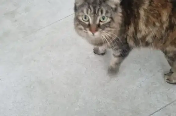 Found cat Parramatta, photo: Found cat, Parramatta - female, desexed
