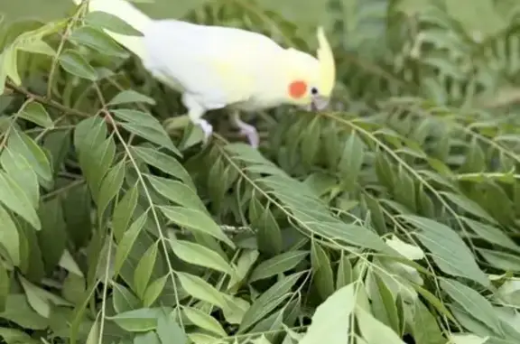 Lost bird, Railway Parade, 172, Canning, Cannington — male, light yellow cockatiel with red cheeks - photo