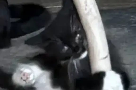 Lost pets Pasadena, photo: Lost cat, Knob Hill Avenue, 7242, Pasadena - black and white, no collar