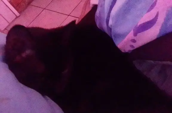Lost pets Springs, photo: Lost cat, Tweedy Street, 74, Brakpan, Springs - black fur, blue belt