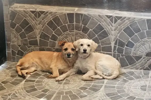Perro encontrado San Pablo de las Salinas, foto: Encontrado perro hembra, Tulipanes, 171-A, San Francisco Coacalco, San Pablo de las Salinas - perrita blanca con collar rosa