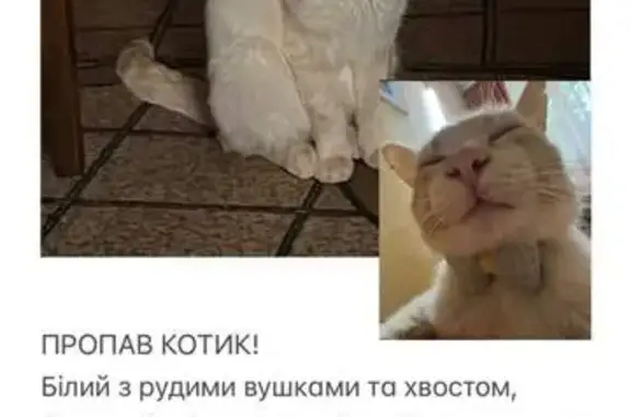 Зникла кішка, Костанайська вулиця, 12, Київ - photo